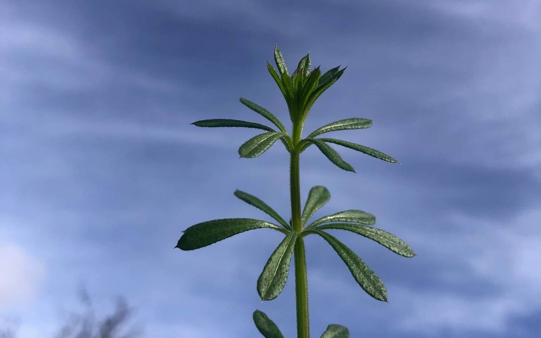 🌱 Cleavers & Spring Unravelling