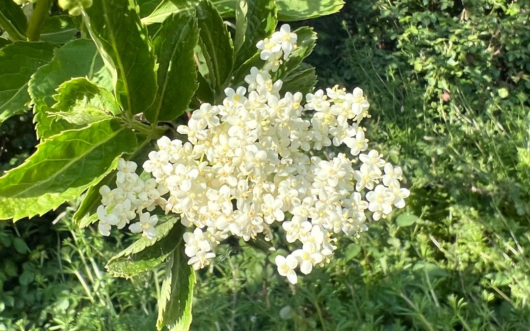 Elderflower, Hayfever & the Lushness of Late Spring 🧚✨