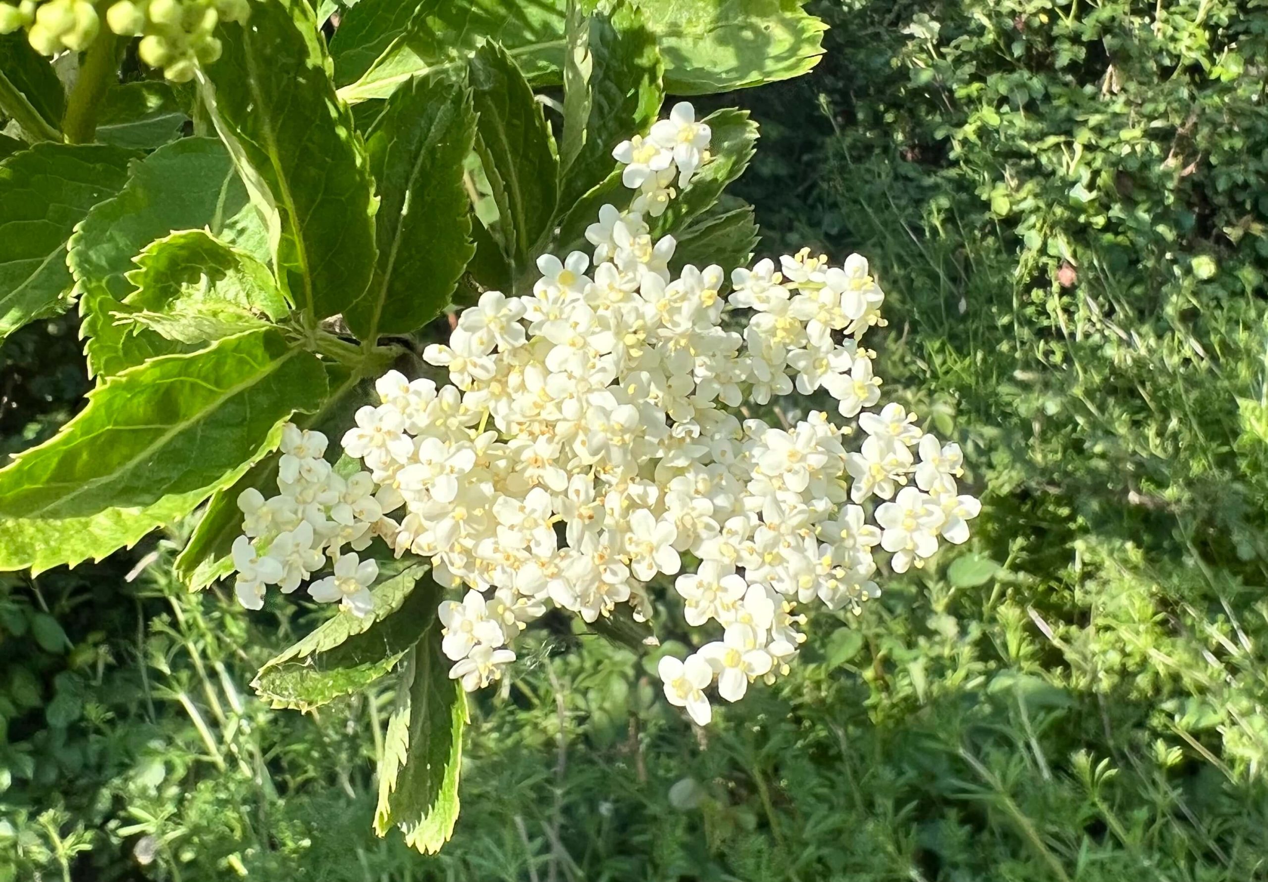 mothermouth-medicine-elderflower-newmoontaurus-flowerhead
