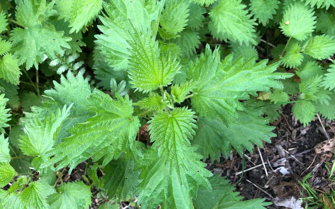 🔥 Nettle & the Rising Force | New Moon in Aries