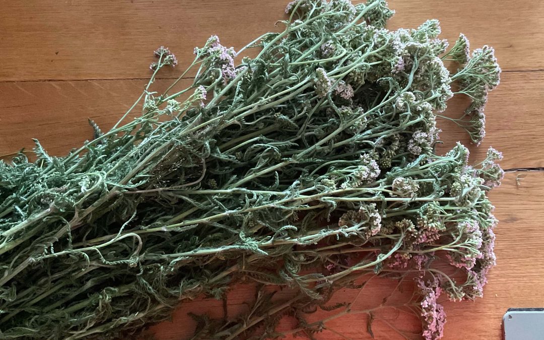 🌿🩸 Yarrow & the Wisdom of Blood | New Moon in Cancer