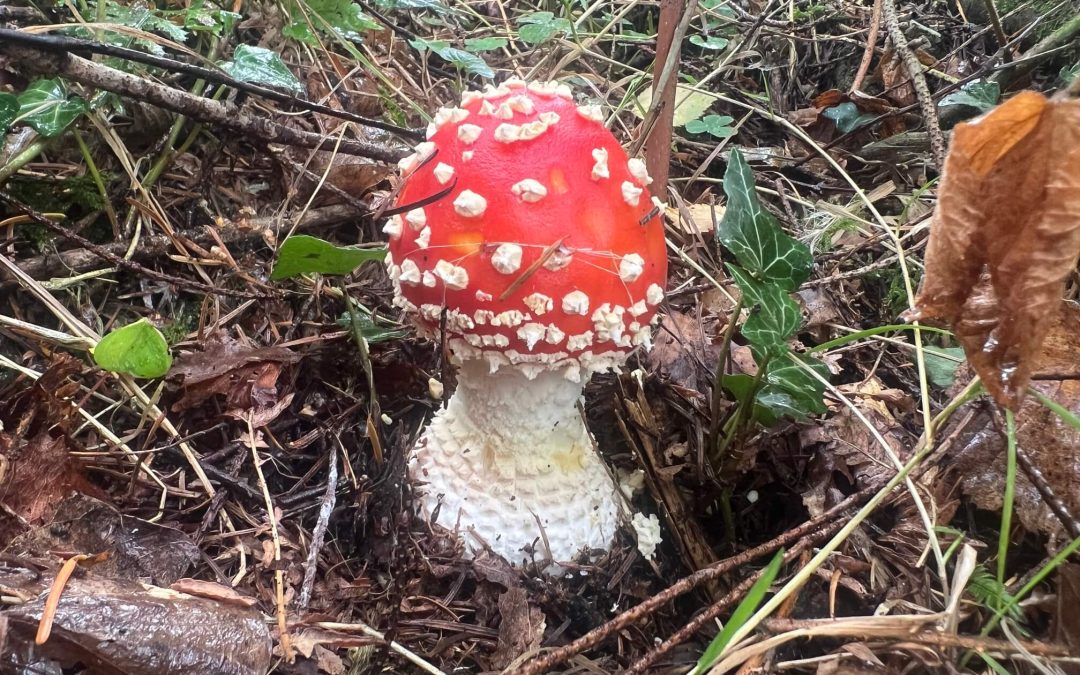 🍄 Amanita Muscaria – Deadly poisonous or…?